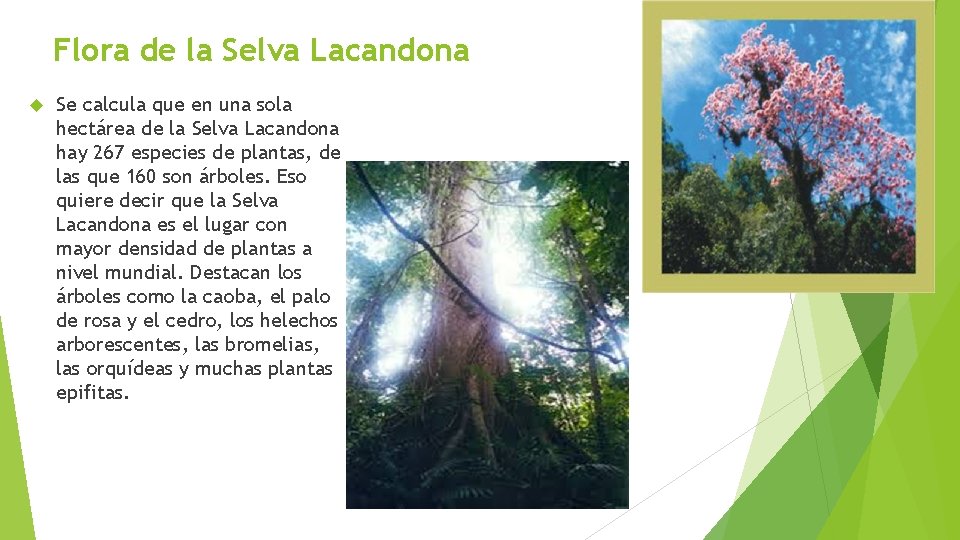 Flora de la Selva Lacandona Se calcula que en una sola hectárea de la