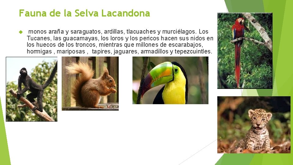 Fauna de la Selva Lacandona monos araña y saraguatos, ardillas, tlacuaches y murciélagos. Los