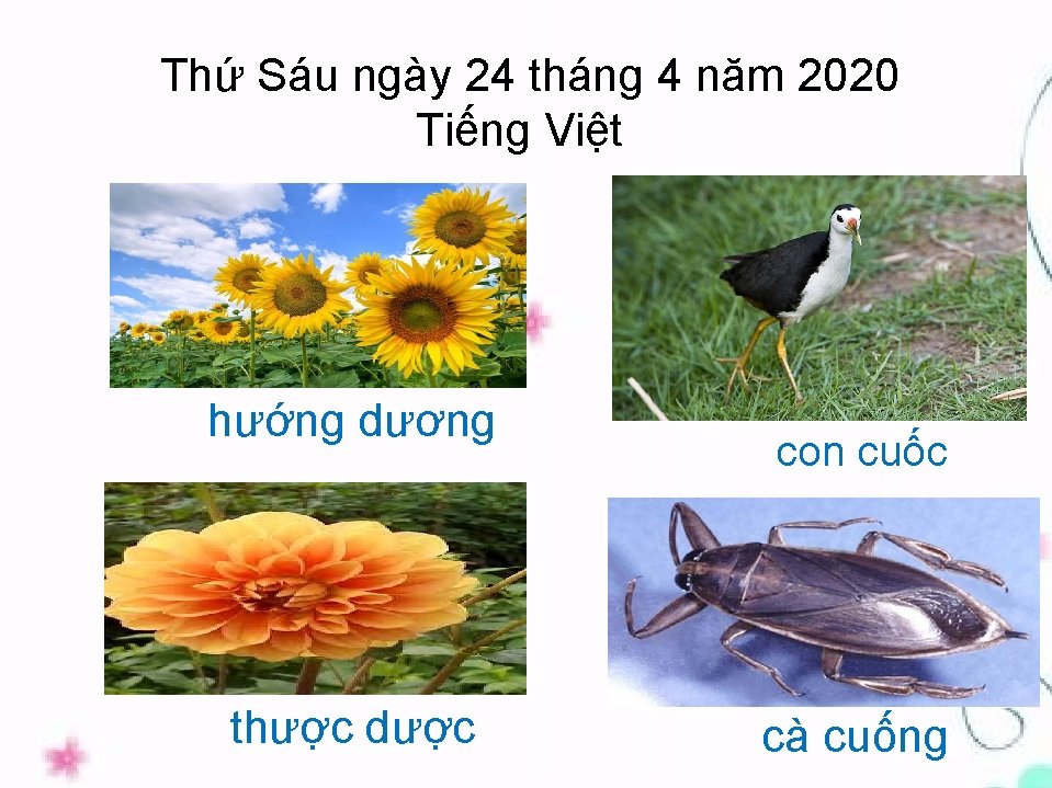 Thứ Sáu ngày 24 tháng 4 năm 2020 Tiếng Việt hướng dương thược dược