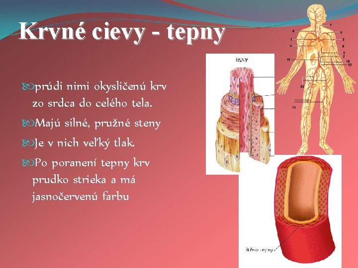 Krvné cievy - tepny prúdi nimi okysličenú krv zo srdca do celého tela. Majú