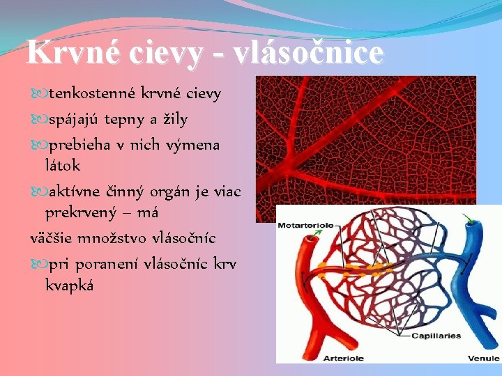 Krvné cievy - vlásočnice tenkostenné krvné cievy spájajú tepny a žily prebieha v nich