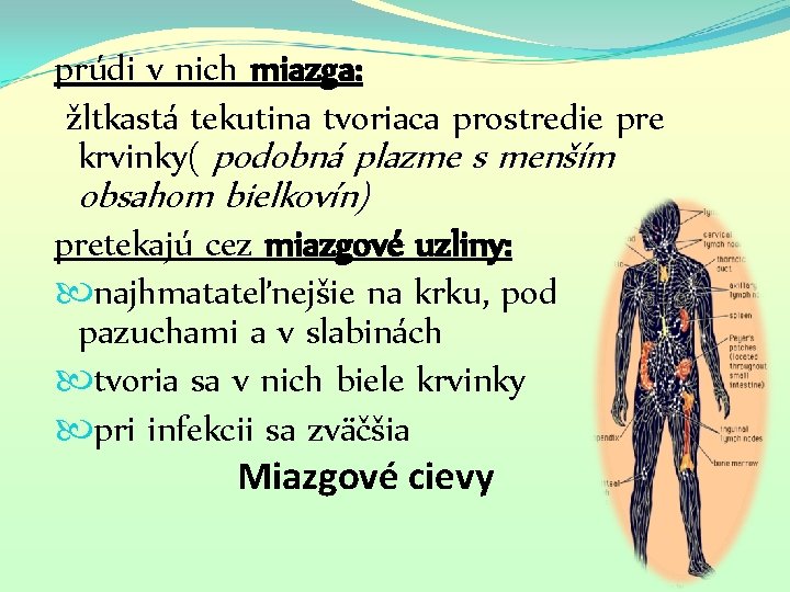 prúdi v nich miazga: žltkastá tekutina tvoriaca prostredie pre krvinky( podobná plazme s menším