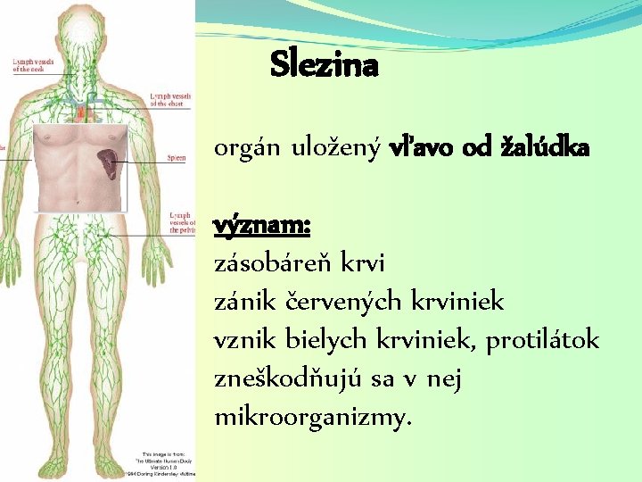 Slezina orgán uložený vľavo od žalúdka význam: zásobáreň krvi zánik červených krviniek vznik bielych