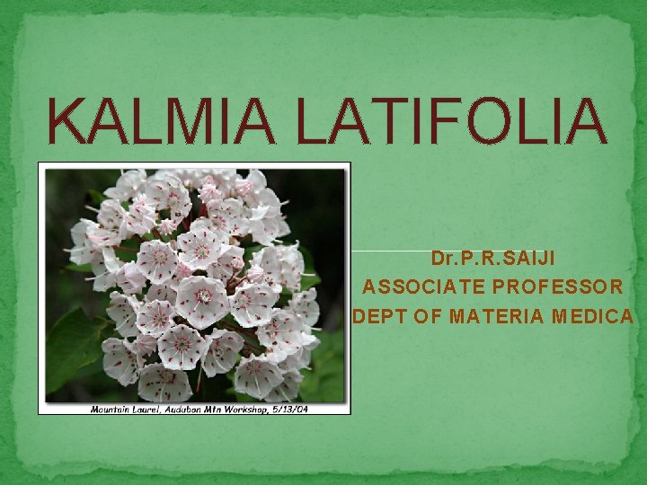 KALMIA LATIFOLIA Dr. P. R. SAIJI ASSOCIATE PROFESSOR DEPT OF MATERIA MEDICA 