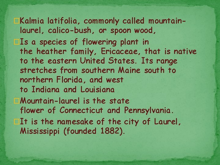 �Kalmia latifolia, commonly called mountain- laurel, calico-bush, or spoon wood, �Is a species of