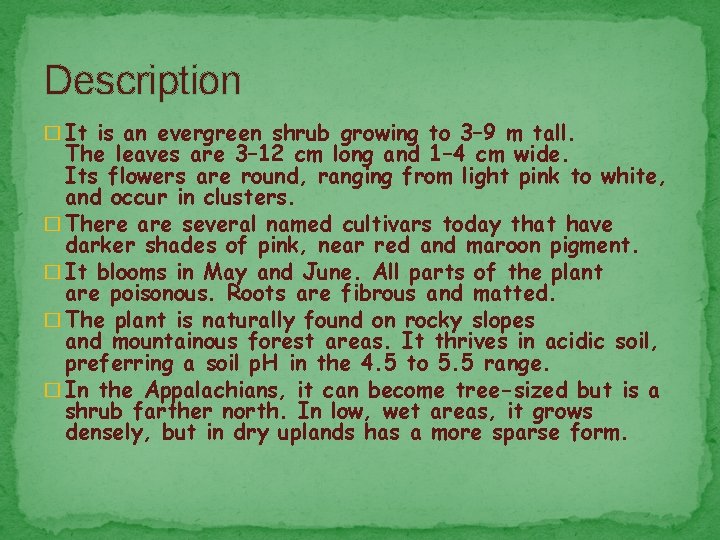 Description � It is an evergreen shrub growing to 3– 9 m tall. The