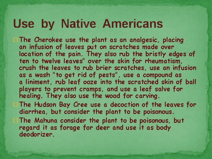 Use by Native Americans � The Cherokee use the plant as an analgesic, placing