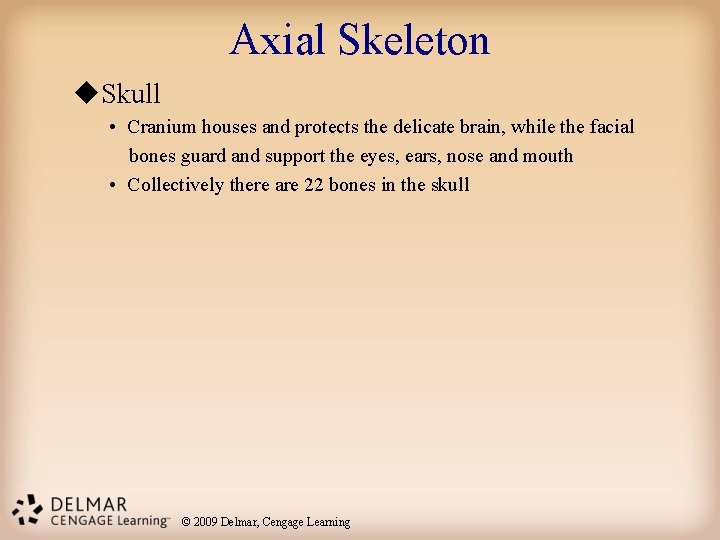 Axial Skeleton u. Skull • Cranium houses and protects the delicate brain, while the