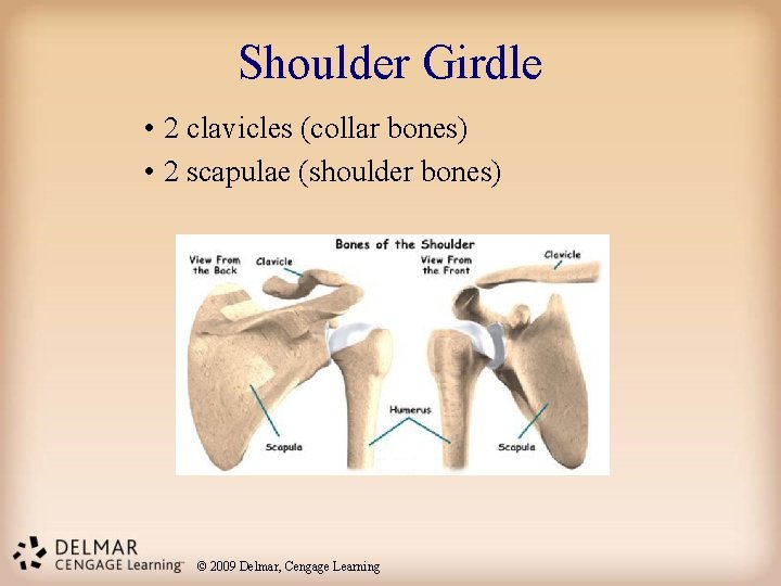 Shoulder Girdle • 2 clavicles (collar bones) • 2 scapulae (shoulder bones) © 2009