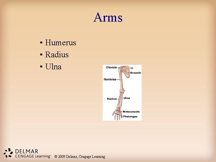 Arms • Humerus • Radius • Ulna © 2009 Delmar, Cengage Learning 