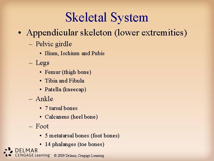 Skeletal System • Appendicular skeleton (lower extremities) – Pelvic girdle • Ilium, Ischium and