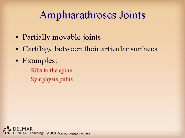 Amphiarathroses Joints • Partially movable joints • Cartilage between their articular surfaces • Examples: