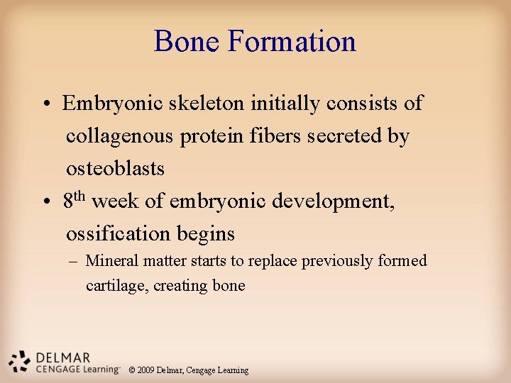 Bone Formation • Embryonic skeleton initially consists of collagenous protein fibers secreted by osteoblasts