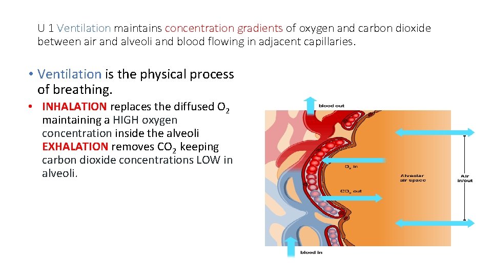 U 1 Ventilation maintains concentration gradients of oxygen and carbon dioxide between air and