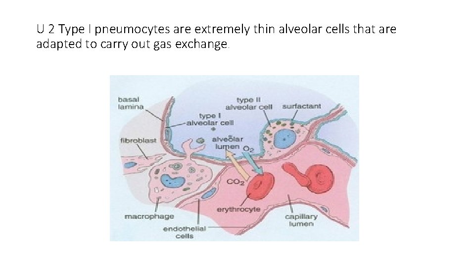 U 2 Type I pneumocytes are extremely thin alveolar cells that are adapted to