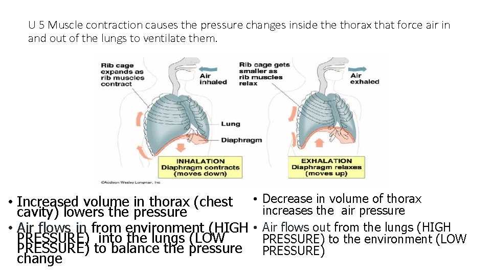 U 5 Muscle contraction causes the pressure changes inside thorax that force air in