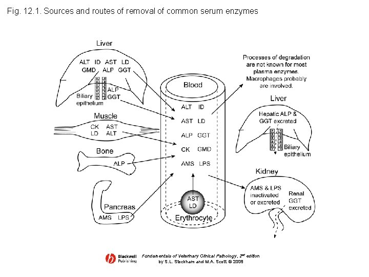 Fig. 12. 1. Sources and routes of removal of common serum enzymes Fundamentals of