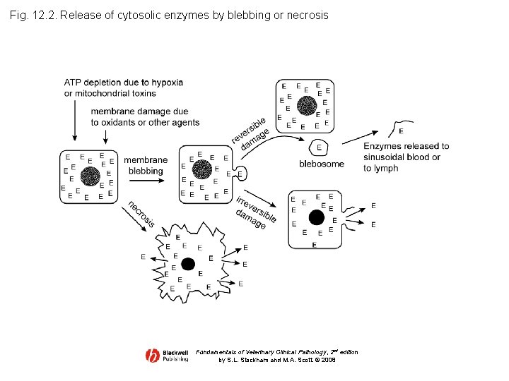 Fig. 12. 2. Release of cytosolic enzymes by blebbing or necrosis Fundamentals of Veterinary