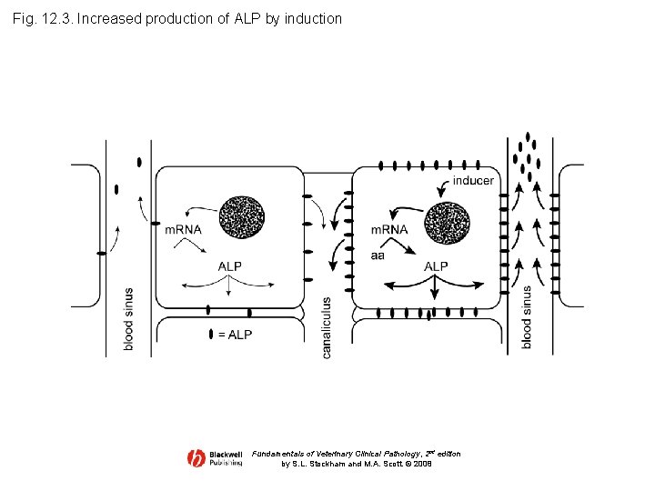 Fig. 12. 3. Increased production of ALP by induction Fundamentals of Veterinary Clinical Pathology,