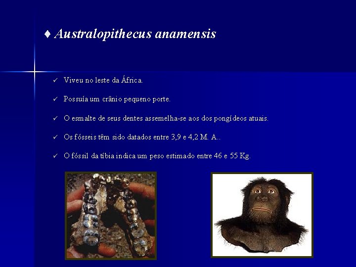 ♦ Australopithecus anamensis ü Viveu no leste da África. ü Possuía um crânio pequeno