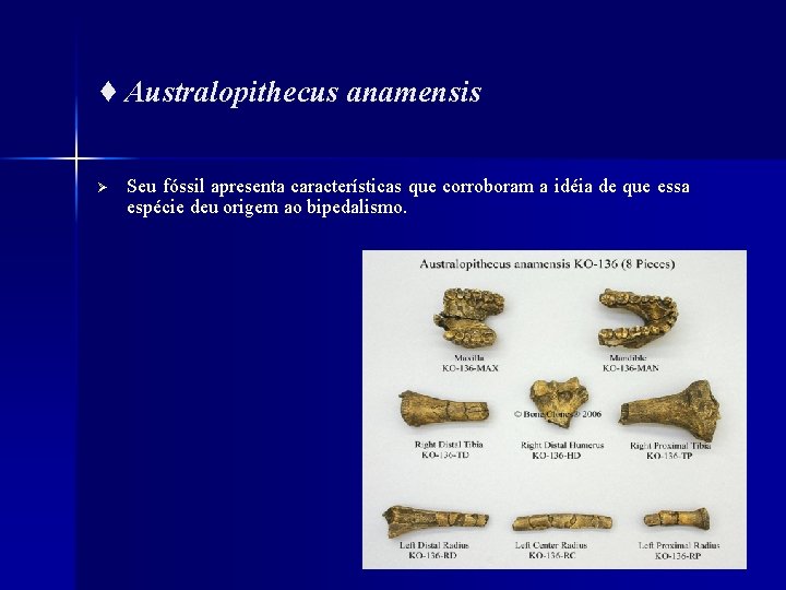 ♦ Australopithecus anamensis Ø Seu fóssil apresenta características que corroboram a idéia de que