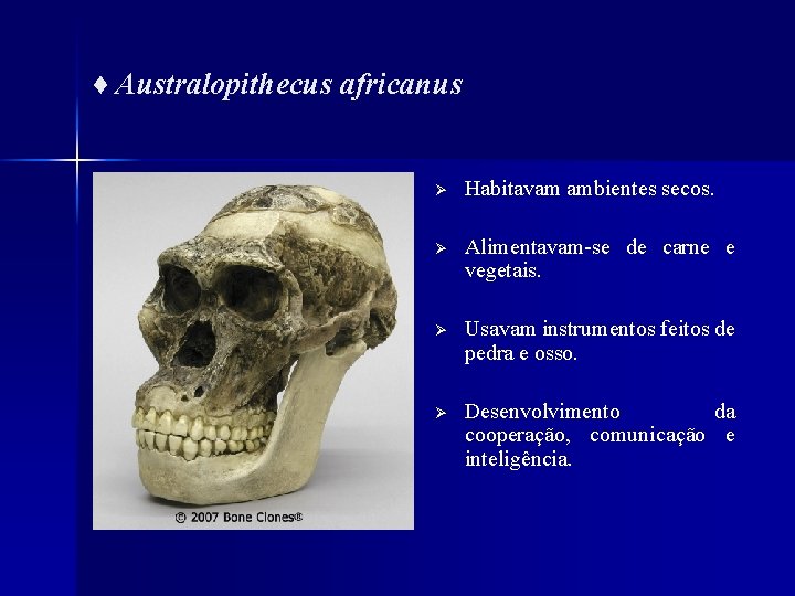 ♦ Australopithecus africanus Ø Habitavam ambientes secos. Ø Alimentavam-se de carne e vegetais. Ø