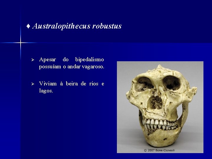 ♦ Australopithecus robustus Ø Apesar do bipedalismo possuíam o andar vagaroso. Ø Viviam à