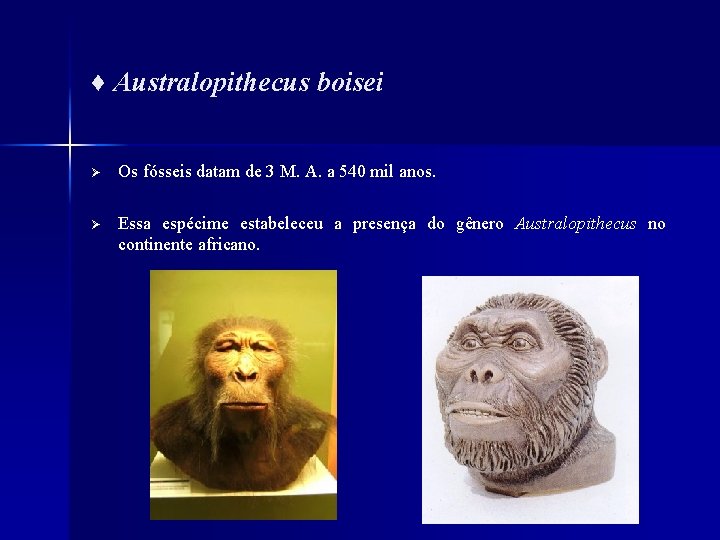 ♦ Australopithecus boisei Ø Os fósseis datam de 3 M. A. a 540 mil