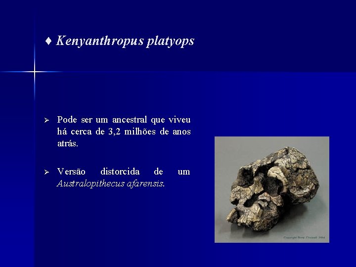 ♦ Kenyanthropus platyops Ø Pode ser um ancestral que viveu há cerca de 3,