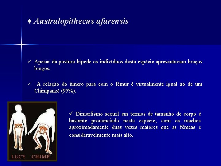 ♦ Australopithecus afarensis ü Apesar da postura bípede os indivíduos desta espécie apresentavam braços