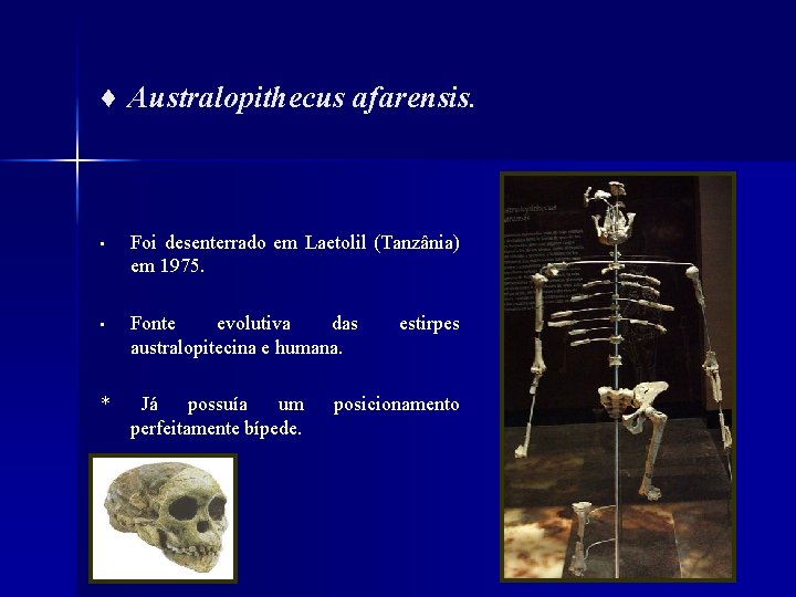 ♦ Australopithecus afarensis. • Foi desenterrado em Laetolil (Tanzânia) em 1975. • Fonte evolutiva