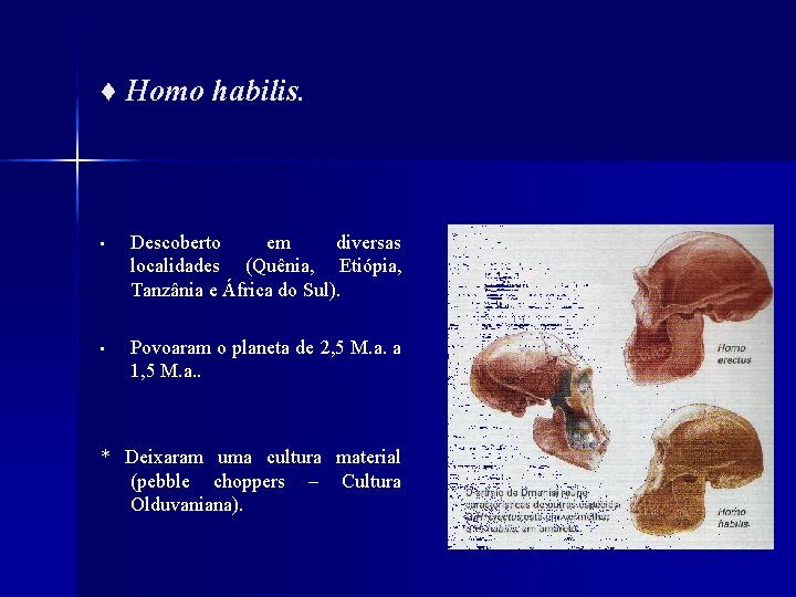 ♦ Homo habilis. • Descoberto em diversas localidades (Quênia, Etiópia, Tanzânia e África do
