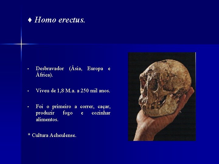 ♦ Homo erectus. • Desbravador (Ásia, Europa e África). • Viveu de 1, 8