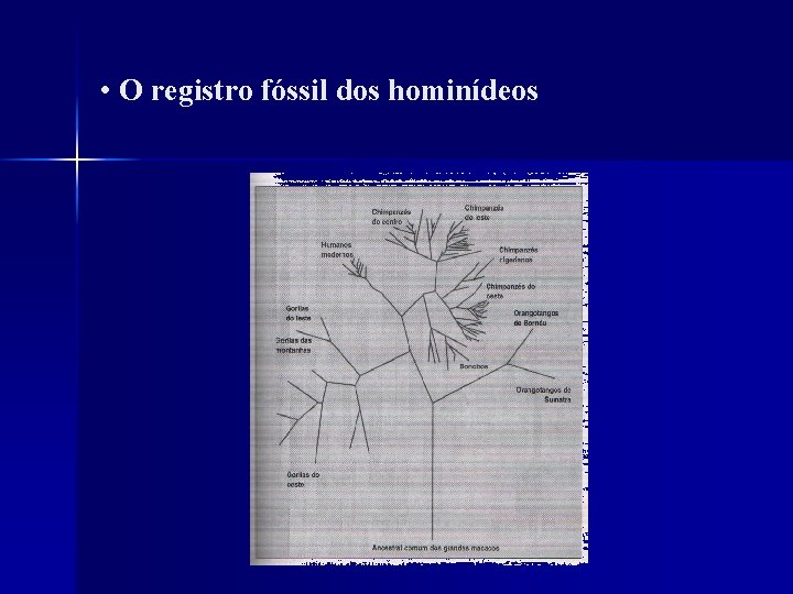  • O registro fóssil dos hominídeos 