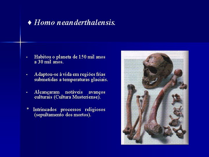 ♦ Homo neanderthalensis. • Habitou o planeta de 150 mil anos a 30 mil