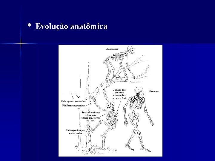  • Evolução anatômica 