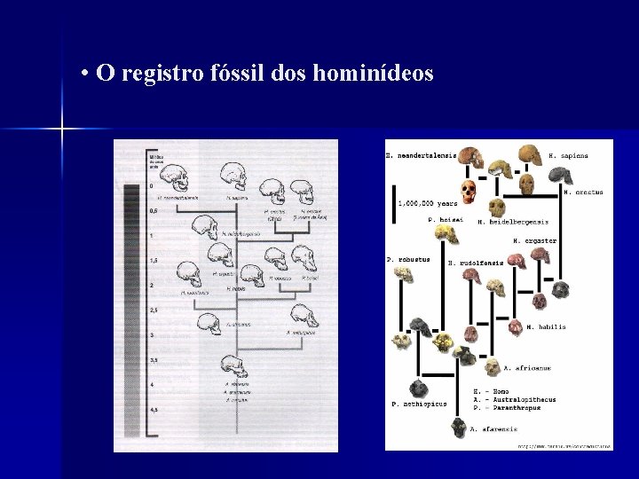  • O registro fóssil dos hominídeos 