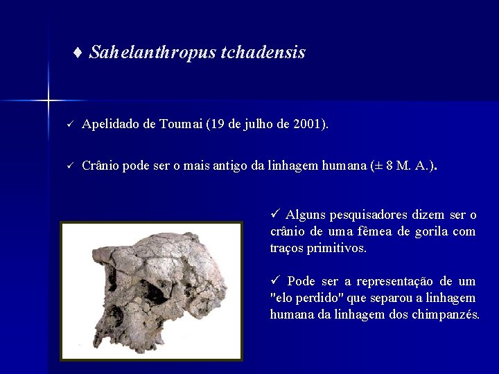 ♦ Sahelanthropus tchadensis ü Apelidado de Toumai (19 de julho de 2001). ü Crânio