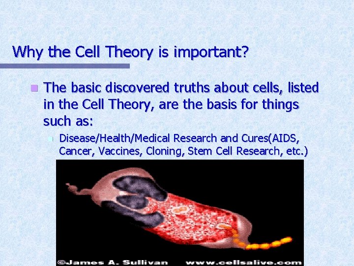 Why the Cell Theory is important? n The basic discovered truths about cells, listed