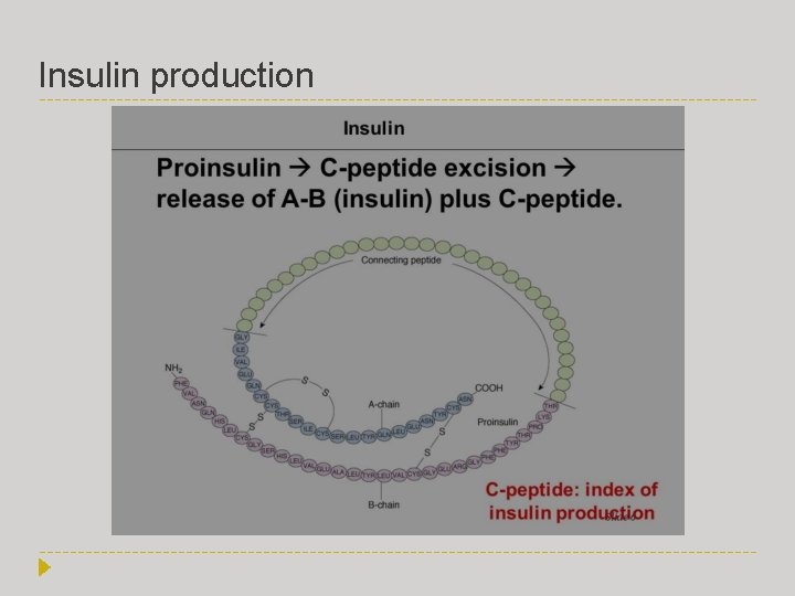 Insulin production 
