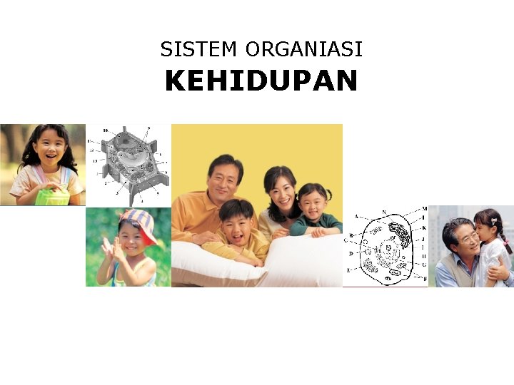 SISTEM ORGANIASI KEHIDUPAN 