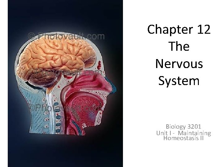Chapter 12 The Nervous System Biology 3201 Unit I - Maintaining Homeostasis II 