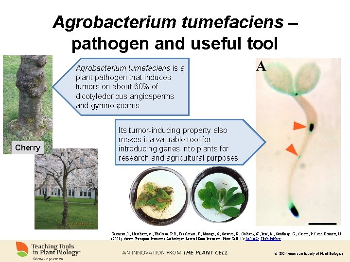 Agrobacterium tumefaciens – pathogen and useful tool Agrobacterium tumefaciens is a plant pathogen that