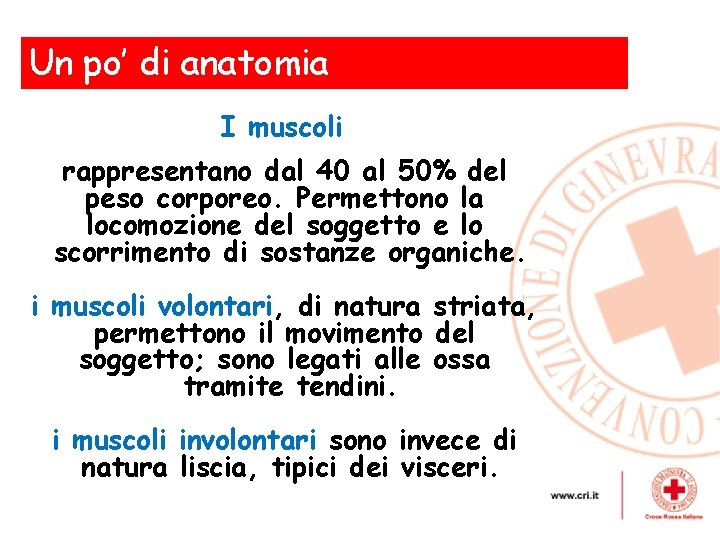 Un po’ di anatomia , I muscoli rappresentano dal 40 al 50% del peso