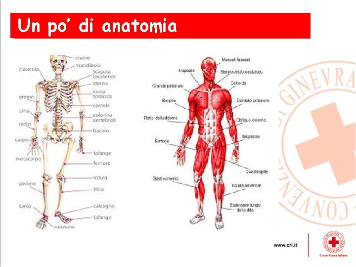 Un po’ di anatomia 