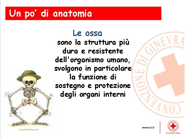 Un po’ di anatomia Le ossa sono la struttura più dura e resistente dell'organismo
