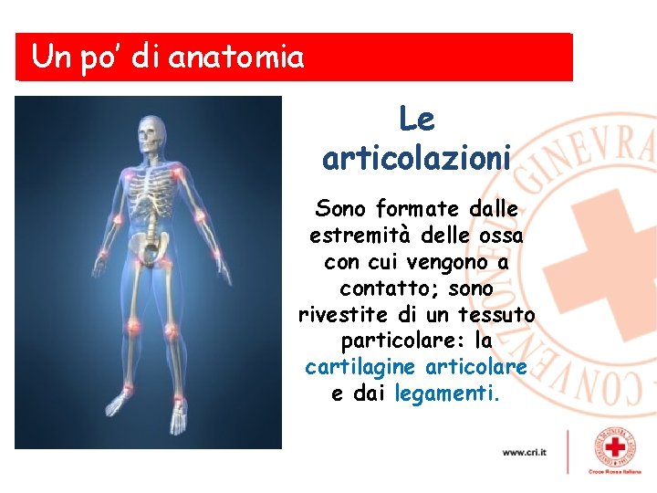 Un po’ di anatomia le ferite Le articolazioni Sono formate dalle estremità delle ossa