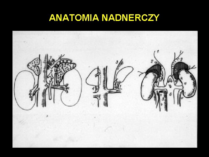 ANATOMIA NADNERCZY 