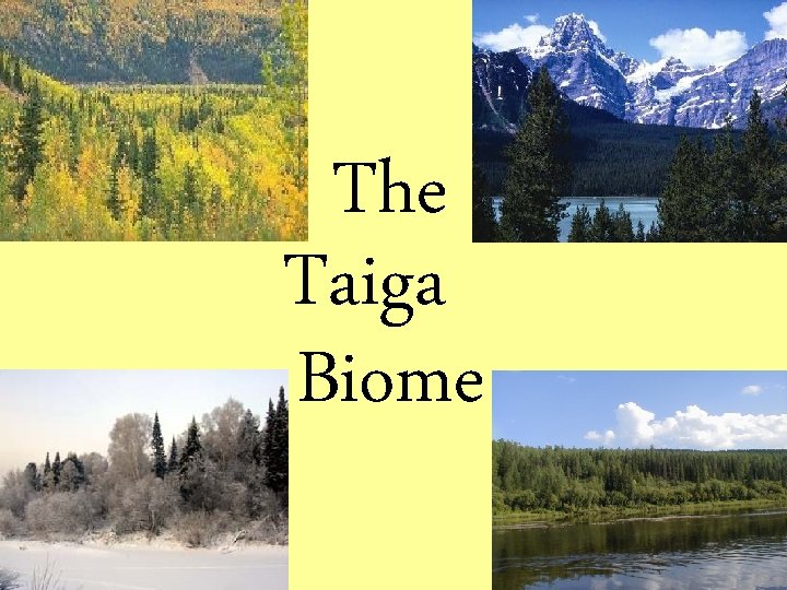 The Taiga Biome 