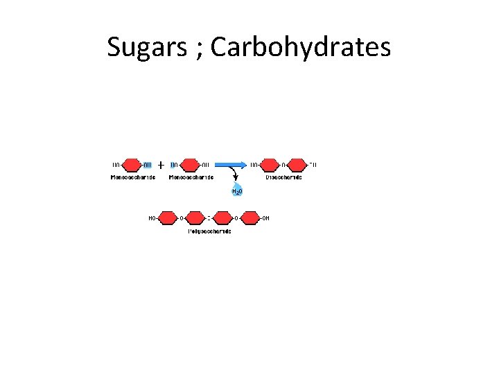 Sugars ; Carbohydrates 